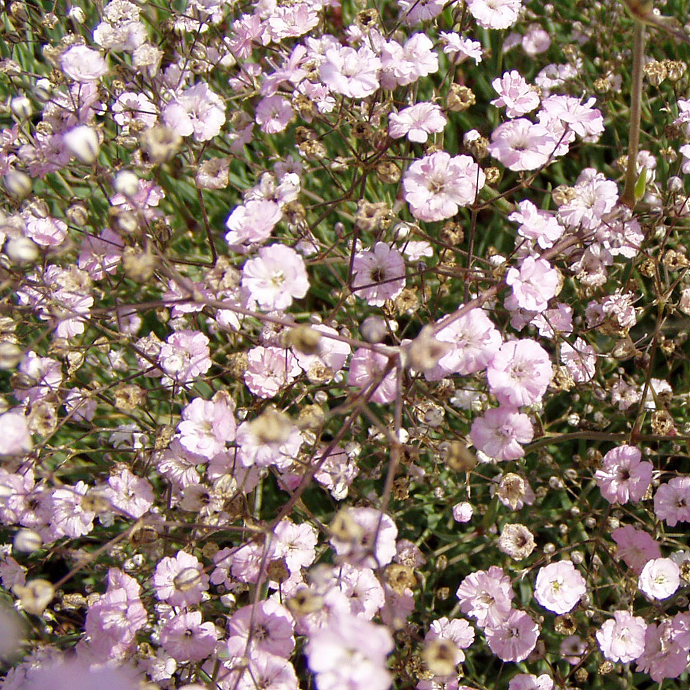 Polsterschleierkraut, Schleierkraut Rosenschleier, Blütenpflanze