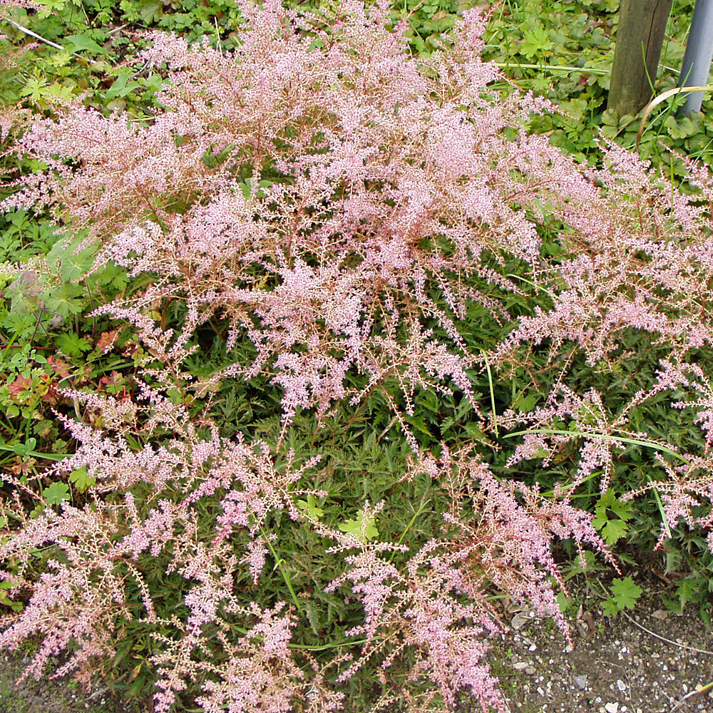 Astilbe, Prachspiere Sprite, Unterbepflanzung