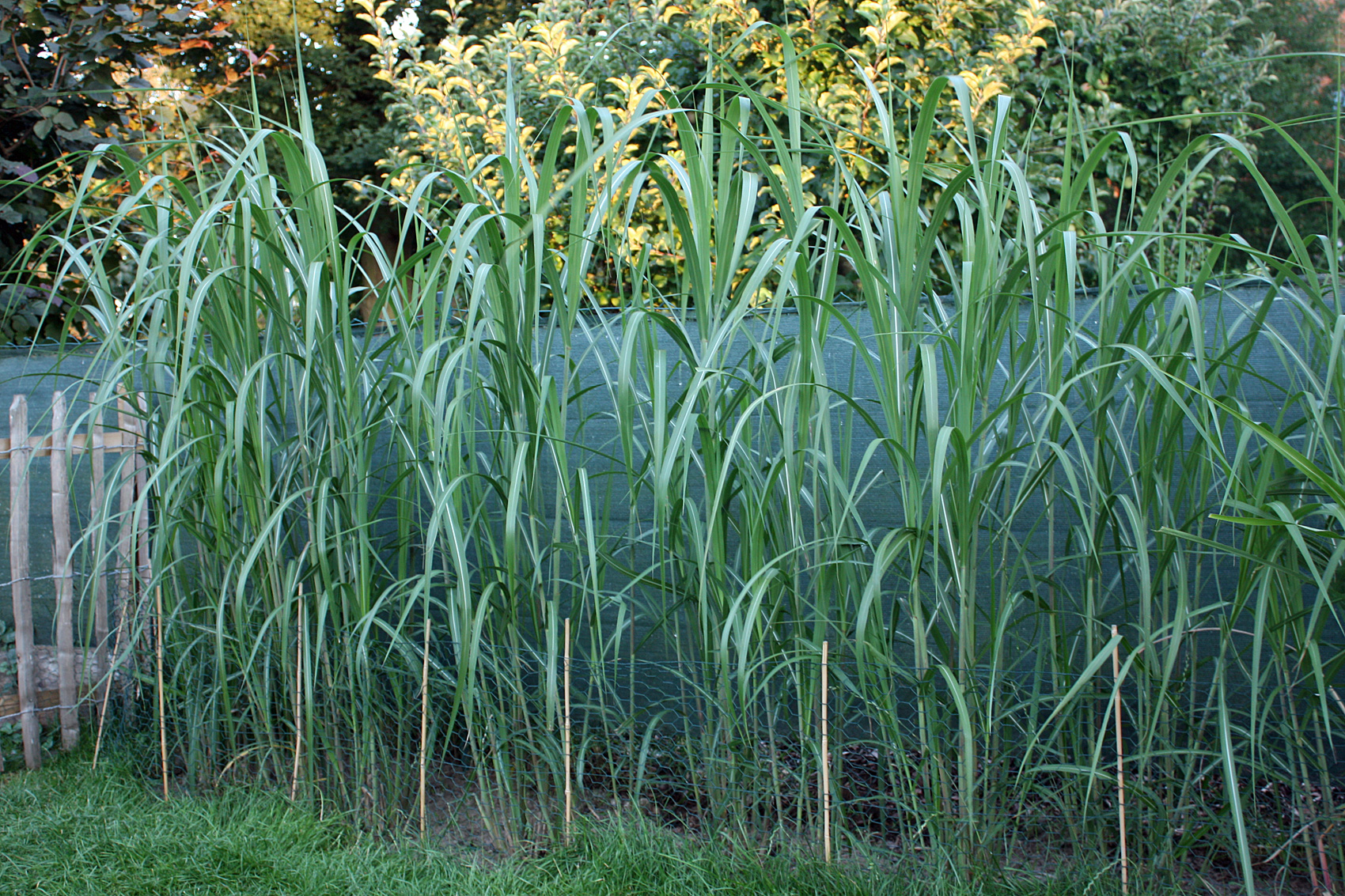 Gärtnertipp Miscanthus Aksel Olsen