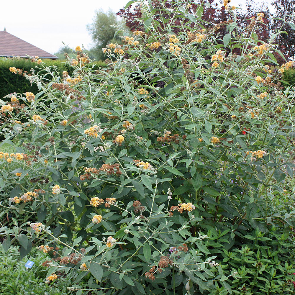 Sommerflieder, Buddleja, Bienenweide, Schmetterlingstrauch