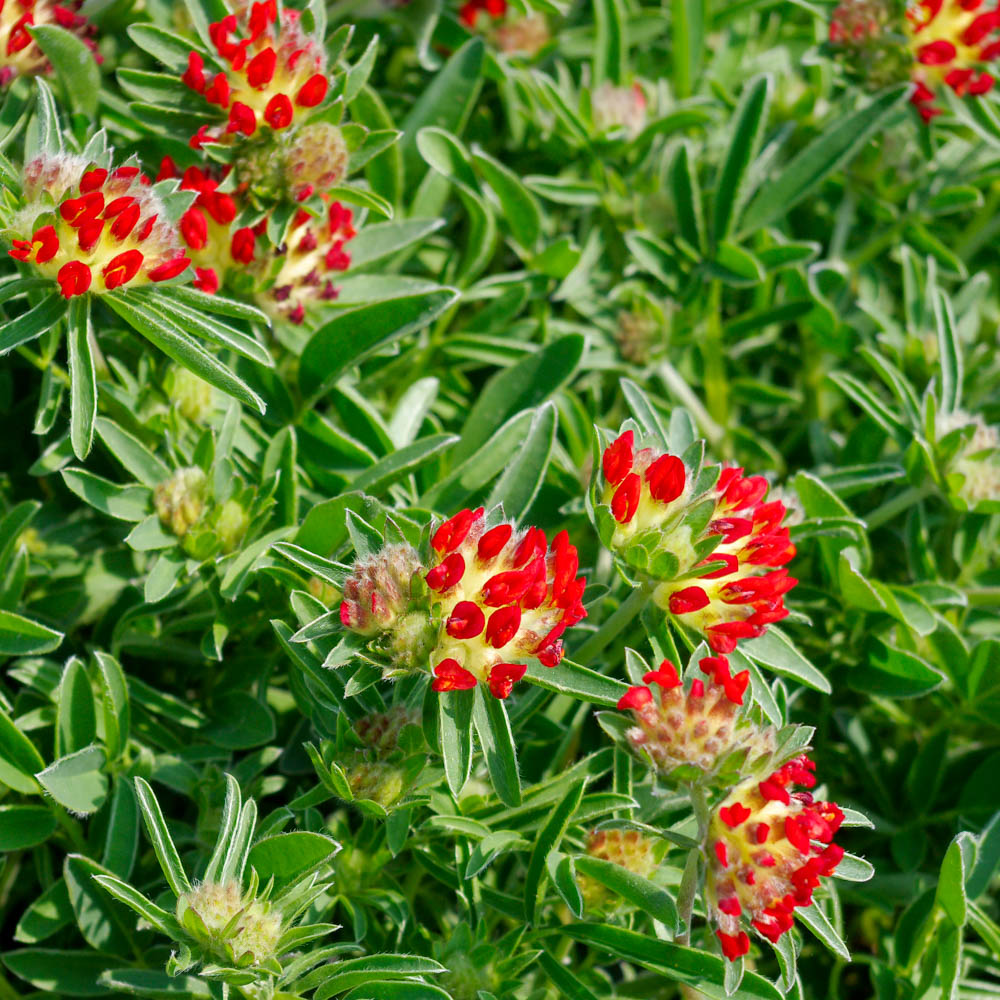 Roter Wundklee