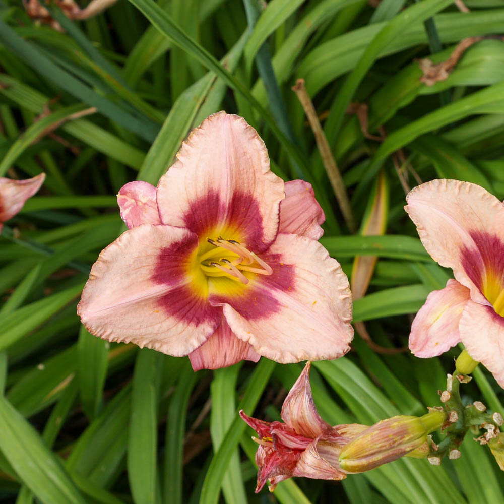 Taglilie 'Longfields Glory'