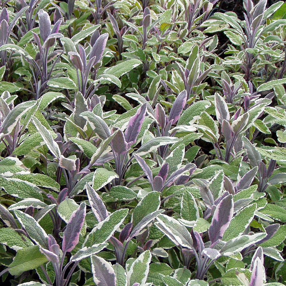 Salbei 'Tricolor'
