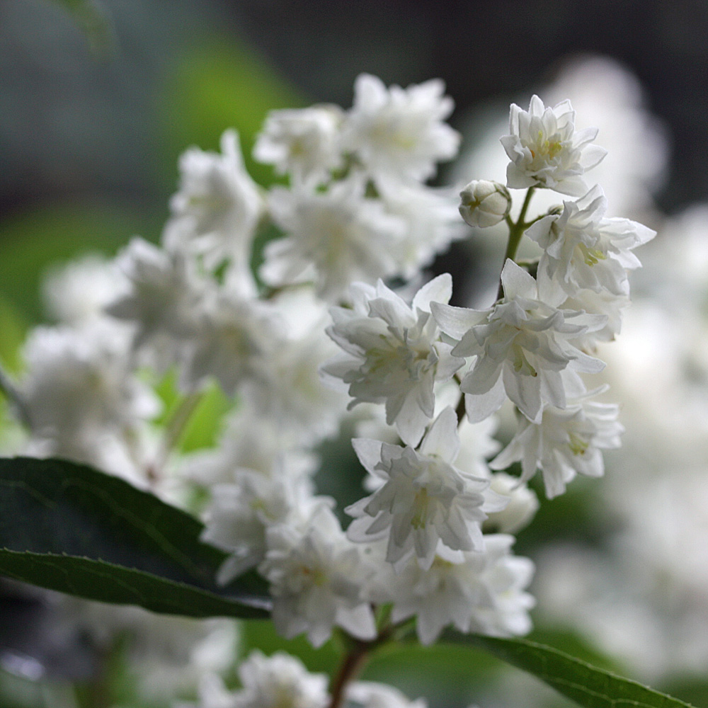 Hoher Sternchenstrauch, Deutzia, Blütenstrauch