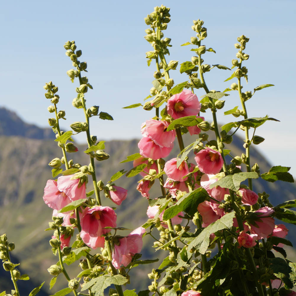 Ausdauernde Stockrose 'Parkfrieden'