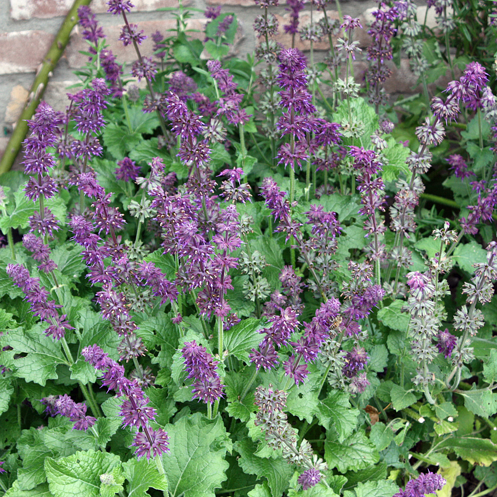 Salbei Purpule Rain, Salvia, Zierstaude