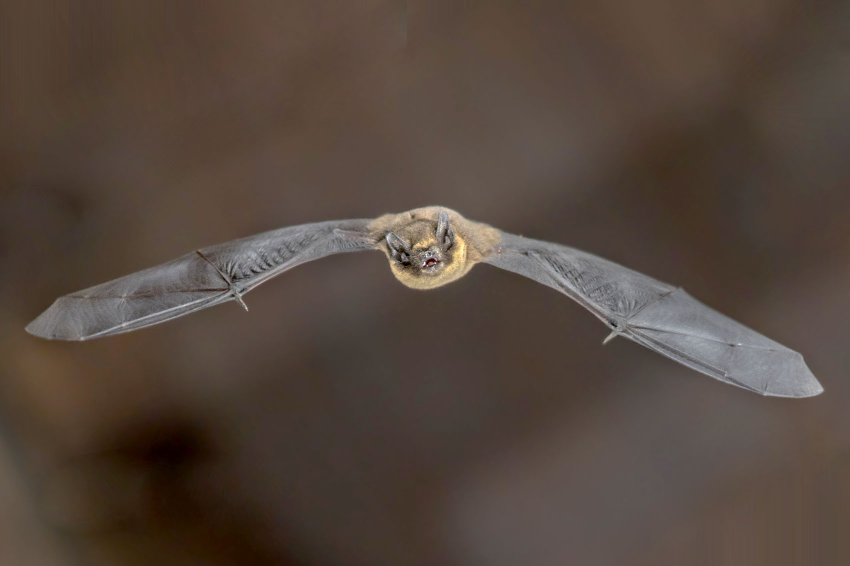 Die Fledermaus