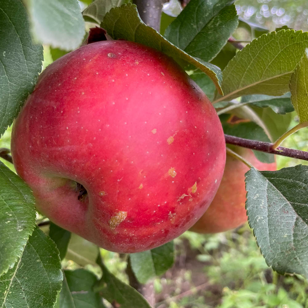 Apfel 'Topaz Red' ®