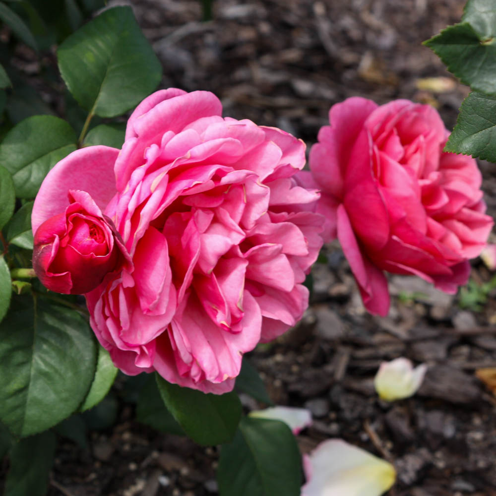 Edelrose 'Elbflorenz' ®