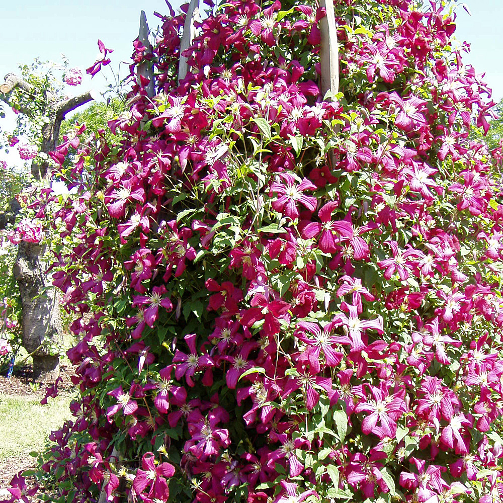 Clematis viticella Madame Julia Correvon