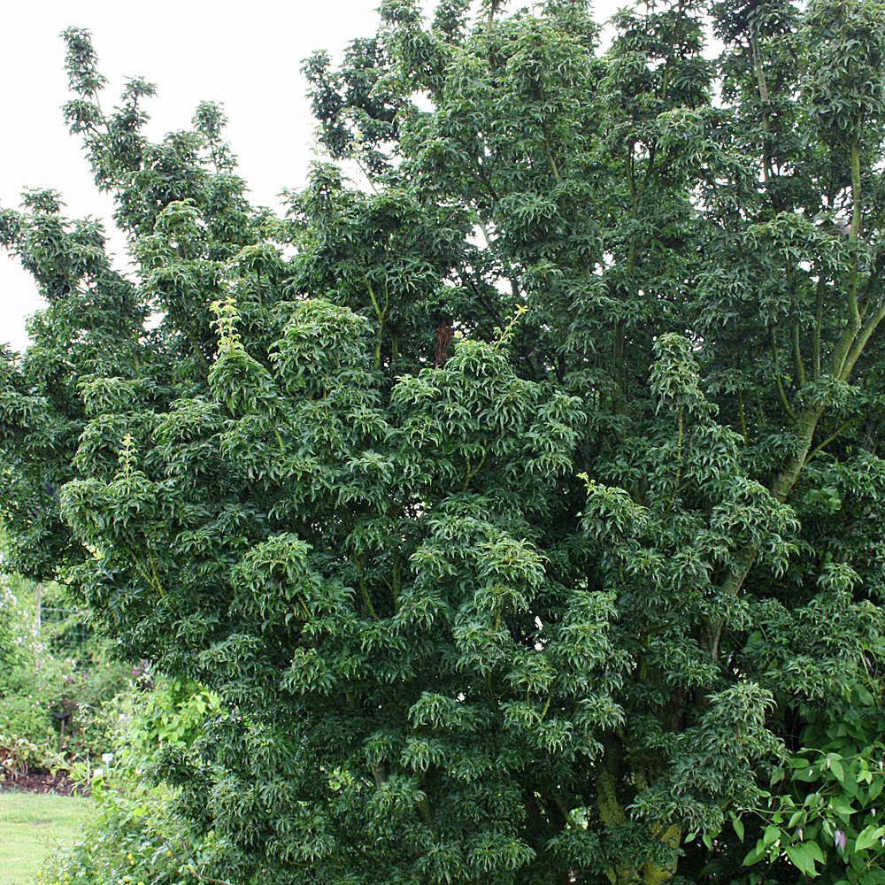 Fächerahorn, Ahorn, Acer, Blattschmuck