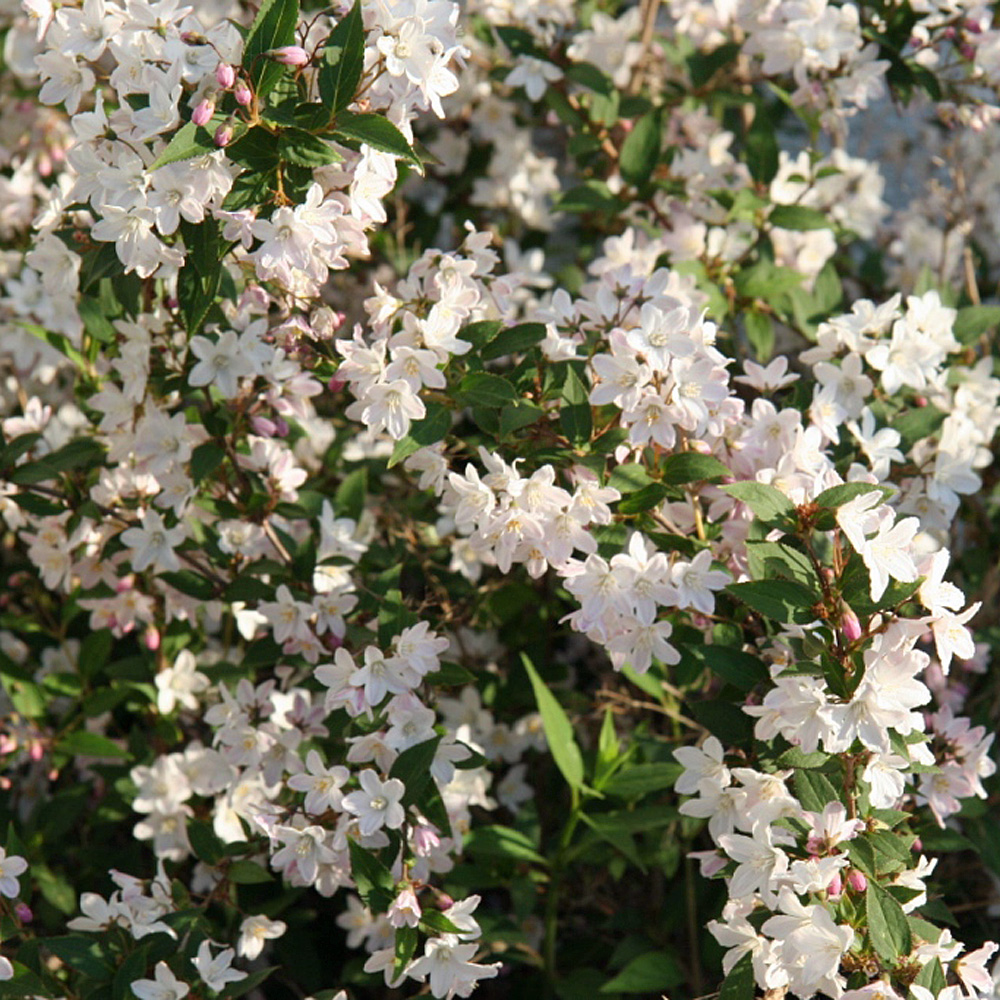 Maiblumenstrauch, Deutzia, Frühlingsblüher
