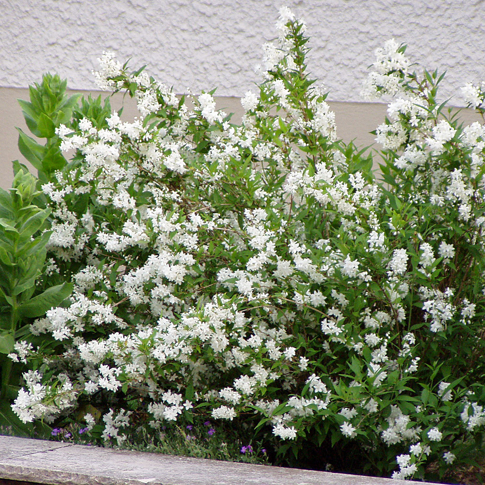 Maiblumenstrauch, Deutzia, Frühlingsblüher