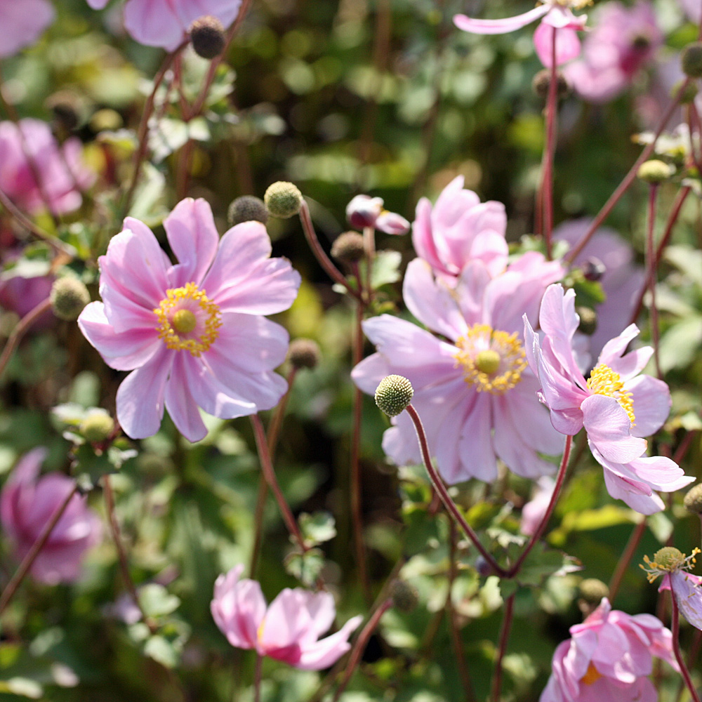 Herbstanemone Serenade, Anemone, Herbst