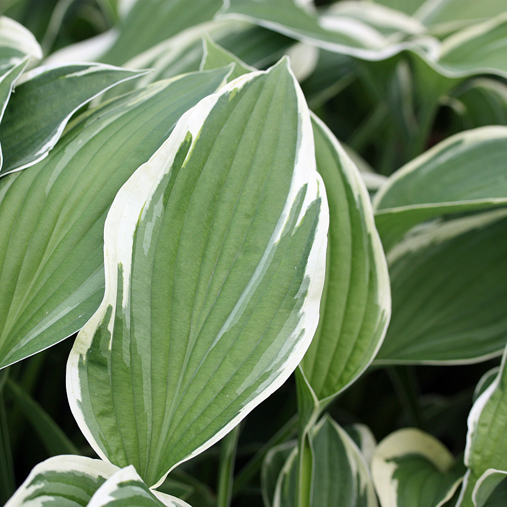 Funkie Carol, Hosta, Unterbepflanzung