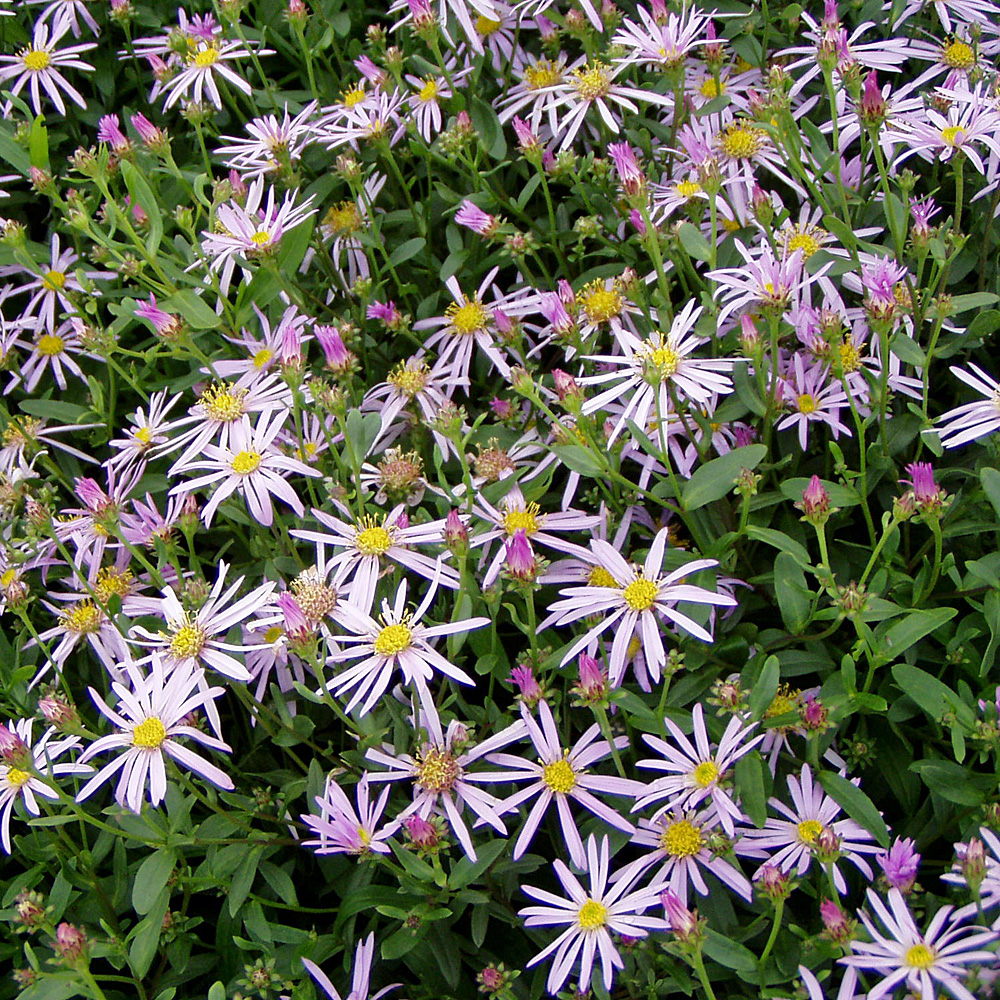 Pyrenäenaster Lutetia, Aster, Herbstblüher