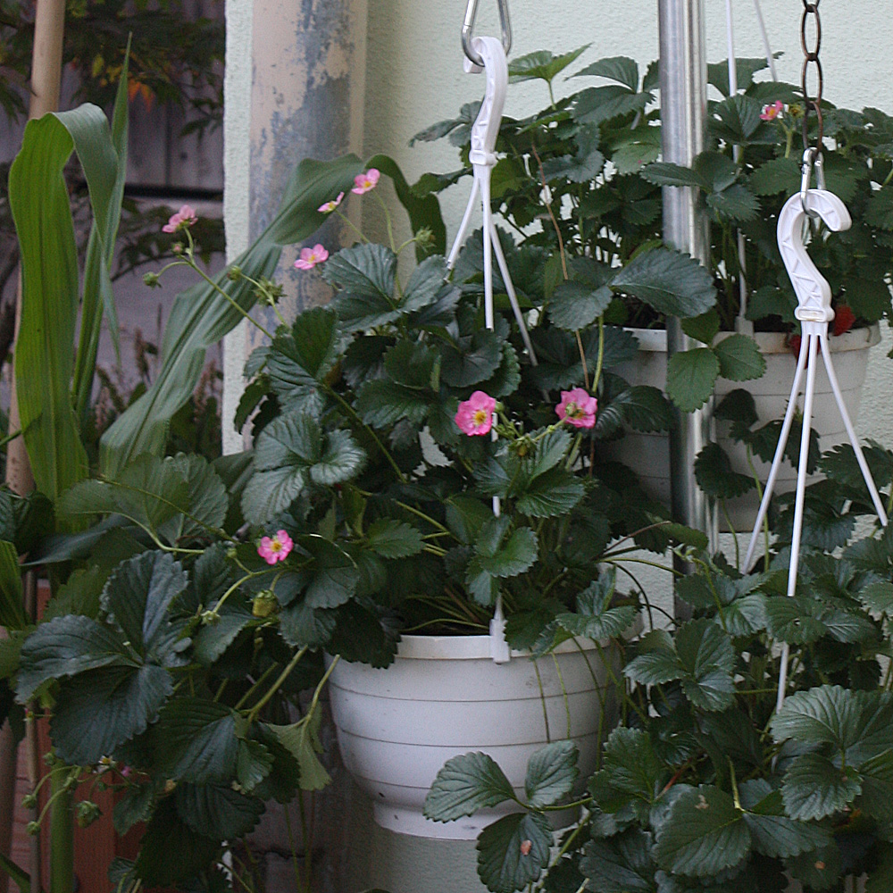 Erdbeere 'Pink F1'