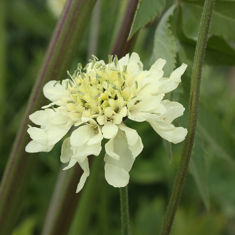 Gelbe Skabiose, Scabiosa, Blütenstaude