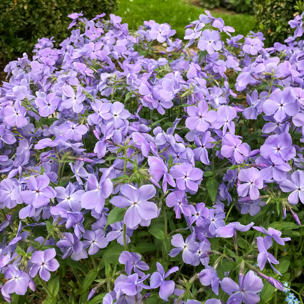 Wald Phlox 'Clouds of Perfume'