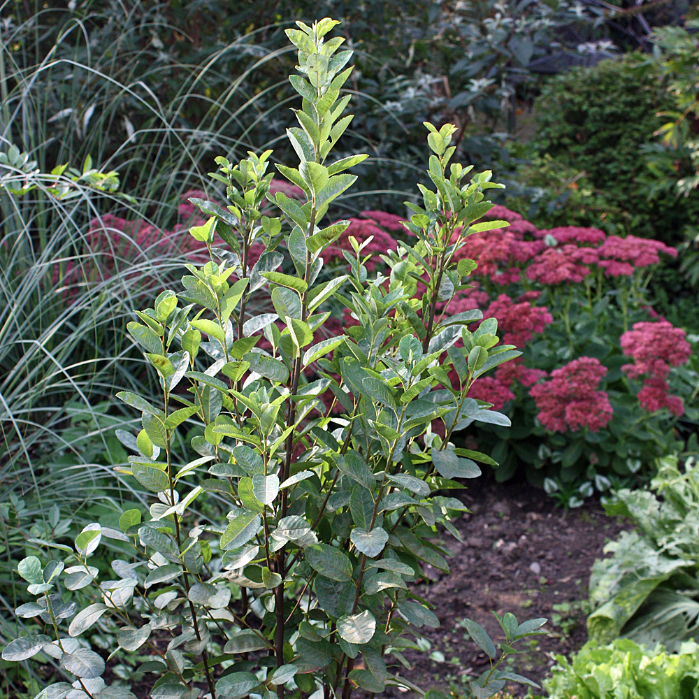 Felsenbirne Rainbow Billar, Amelanchier, Säulenförmig