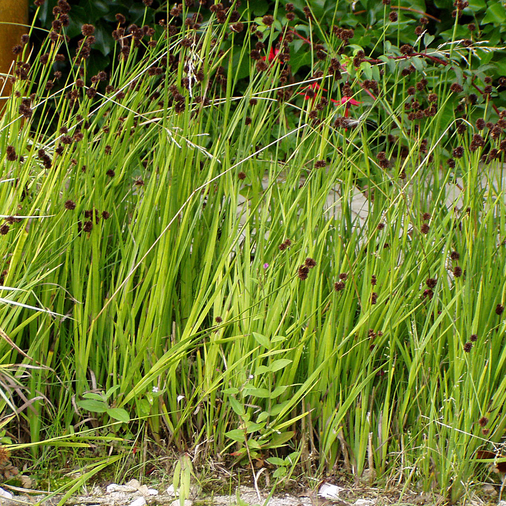 Zwerg Binse, Juncus, Teichpflanze, Uferbepflanzung