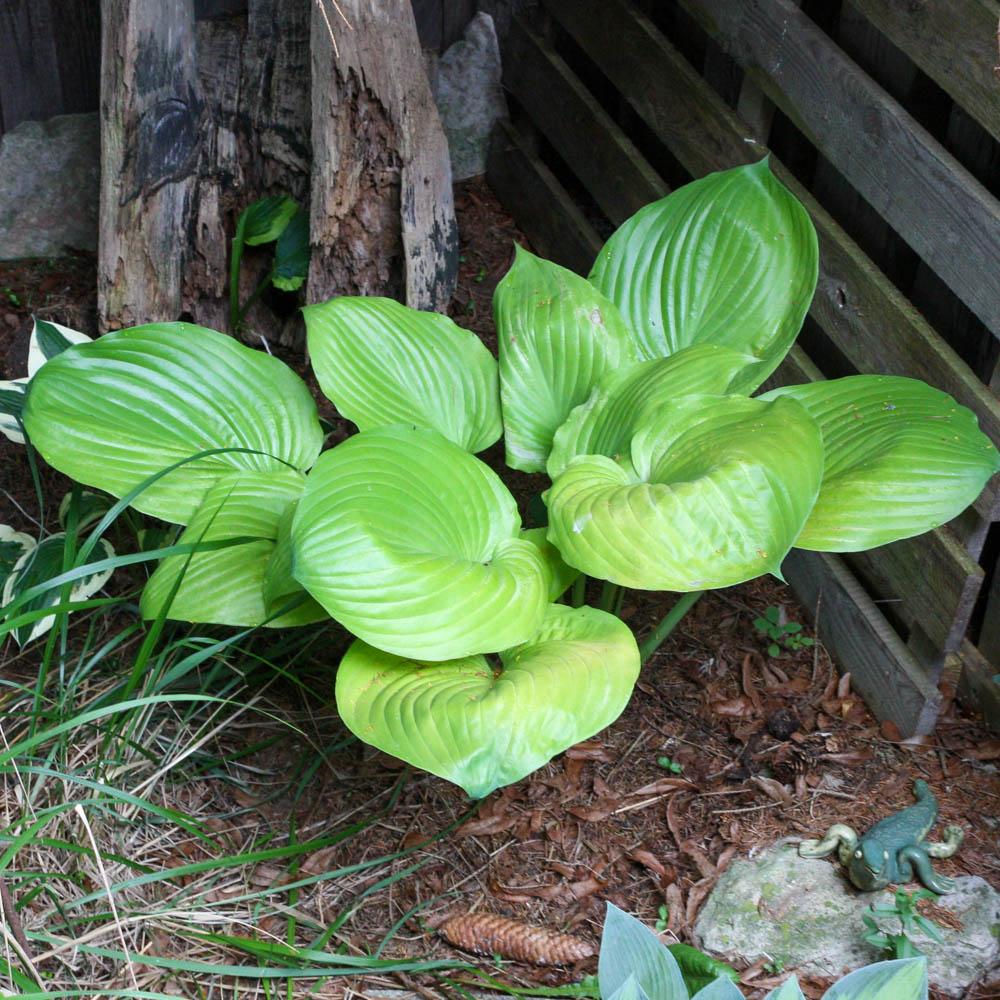Funkie Sum an Substance, Hosta, Blattschmuckstaude