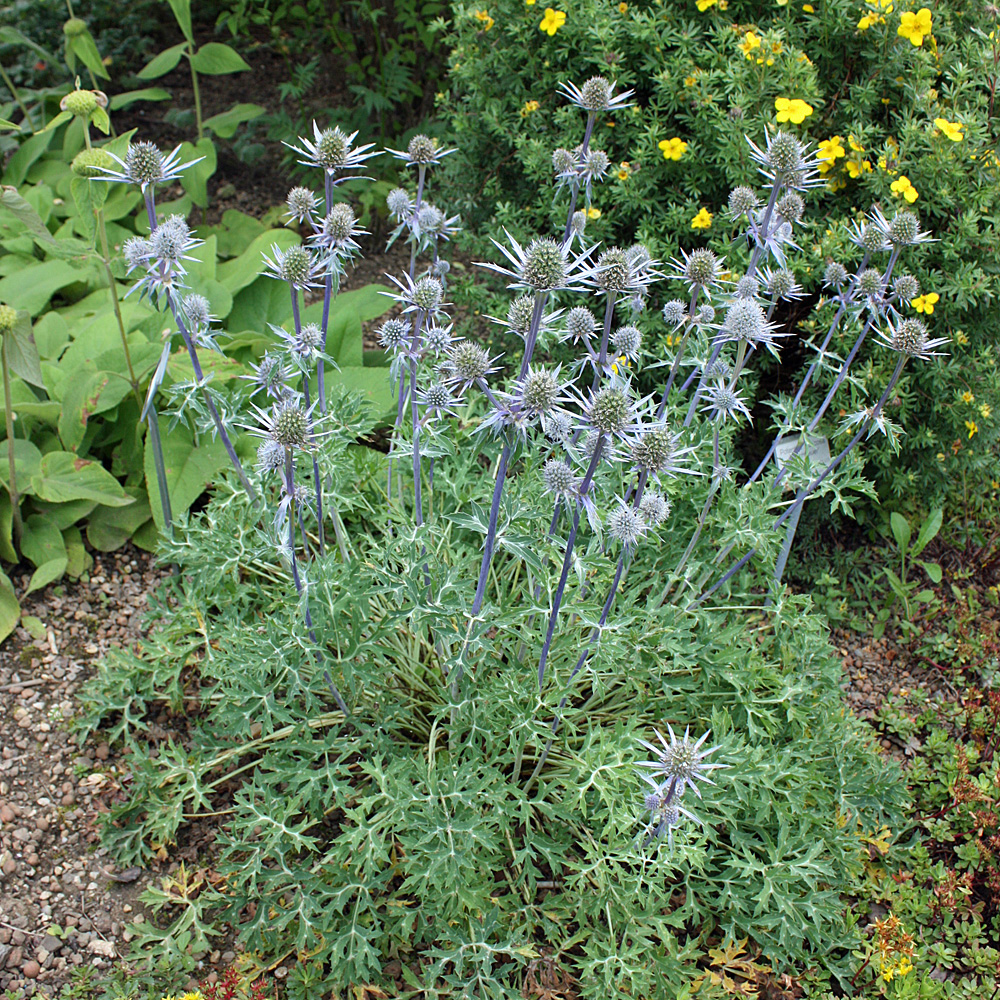 Edeldistel, Beetpflanze