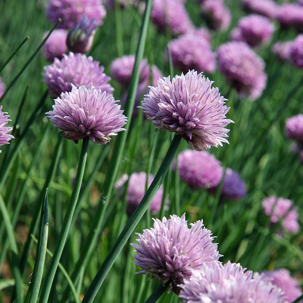 Schnittlauch, Allium, Gewürzkraut, Salat