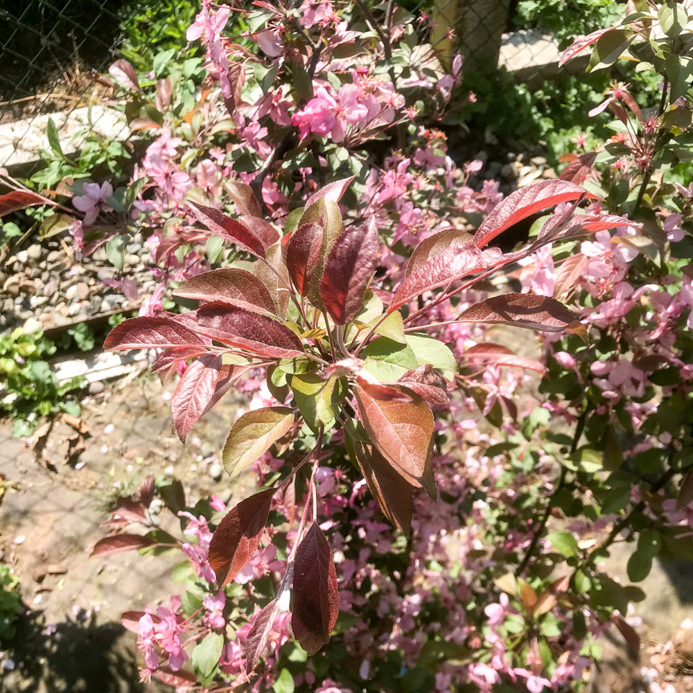 Zierapfel 'Coccinella'