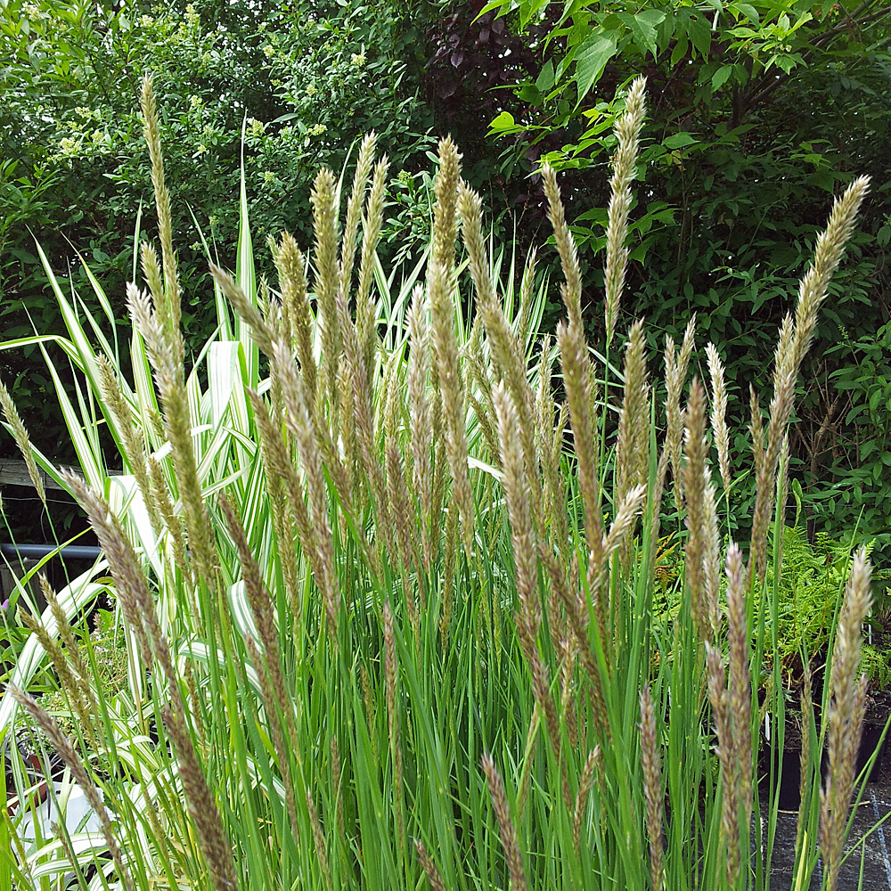 Perlgras, Melica sylvatica, Ziergras