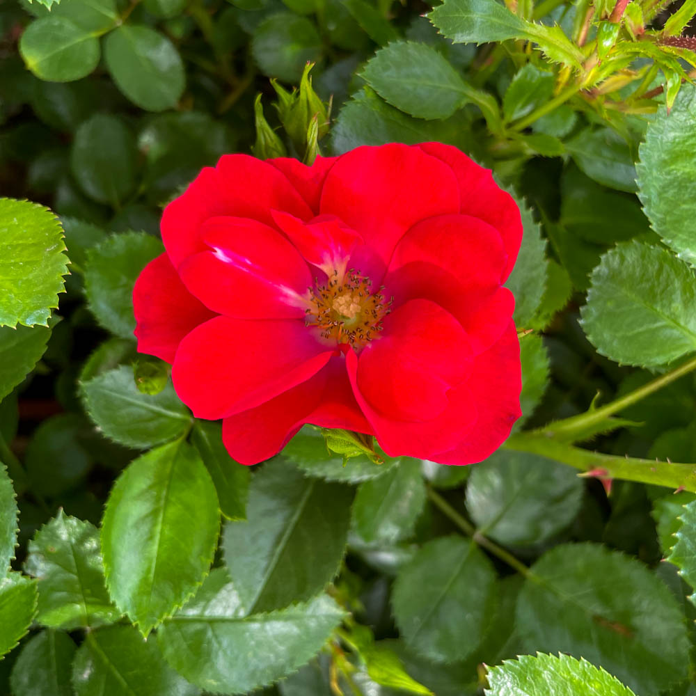 Bodendeckerrose 'Kesse Lippe'