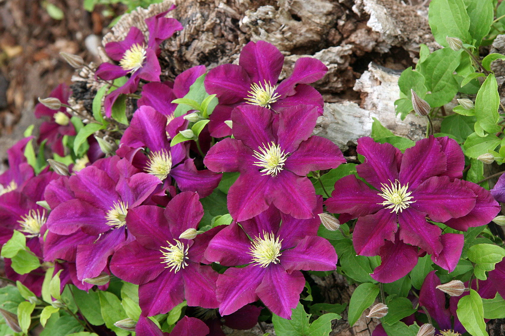 Großblumige Clematis Hybriden