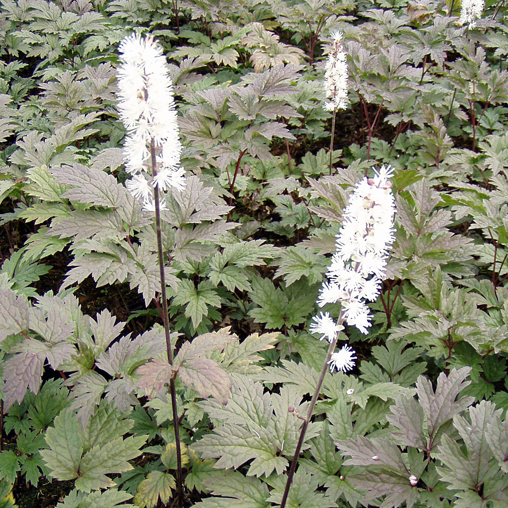 Silberkerze, Atropurpurea, Schattenpflanzen,