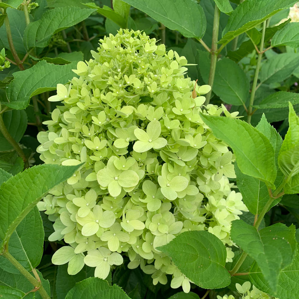 Hortensie Limelight, Hydrangea, Rispenhortensie, Blütenbälle