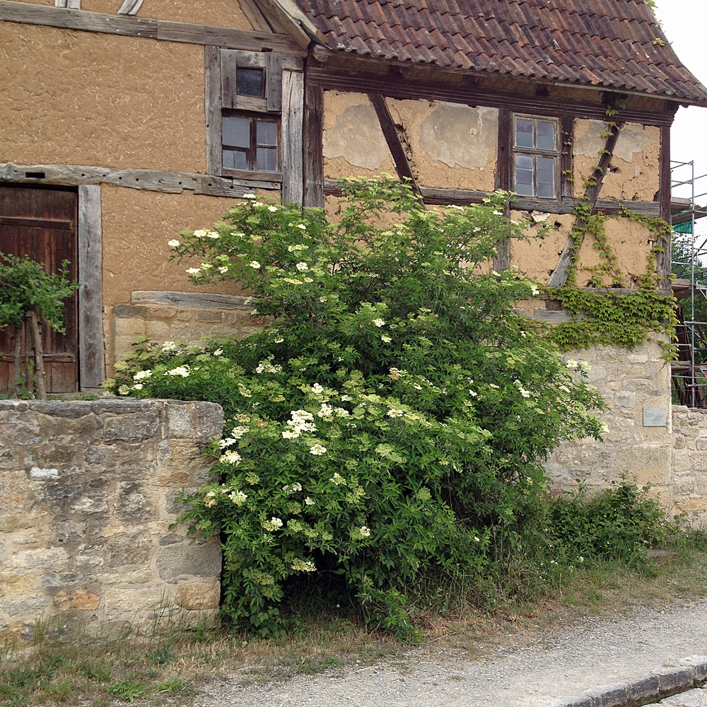 Schwarzer Holunder, Sambucus, Bienenweide