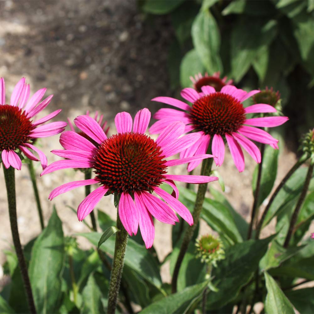 Sonnenhut 'Baby Swan Pink'