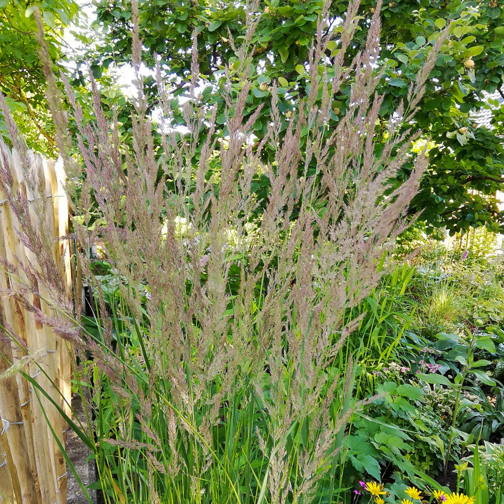 Reitgras Karl Foerster, Calamagrostis acutiflora, Ziergras