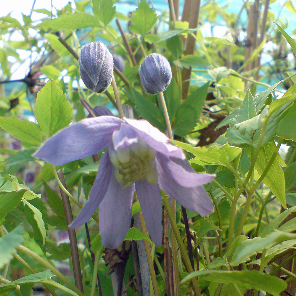 Clematis alpina