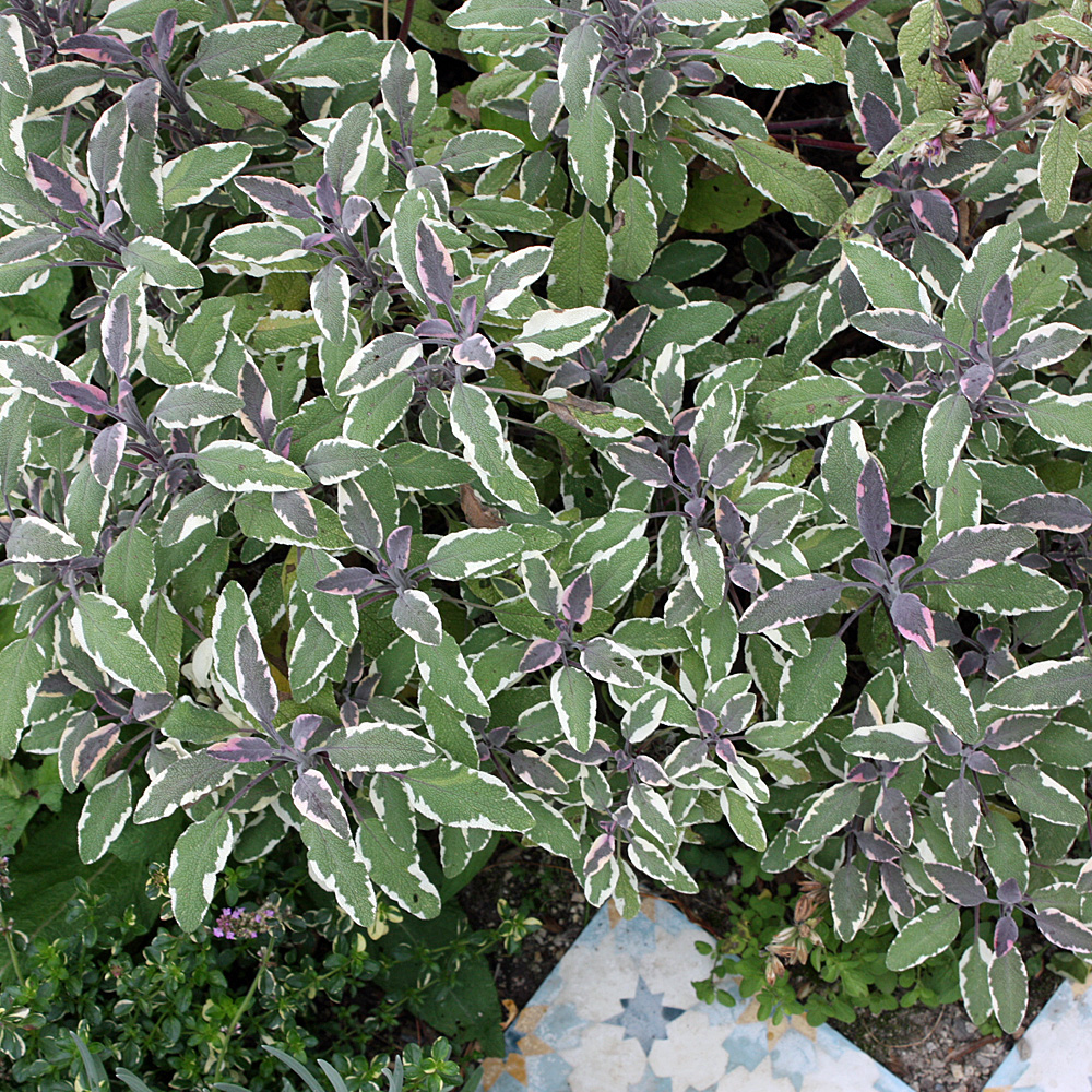Salbei 'Tricolor'