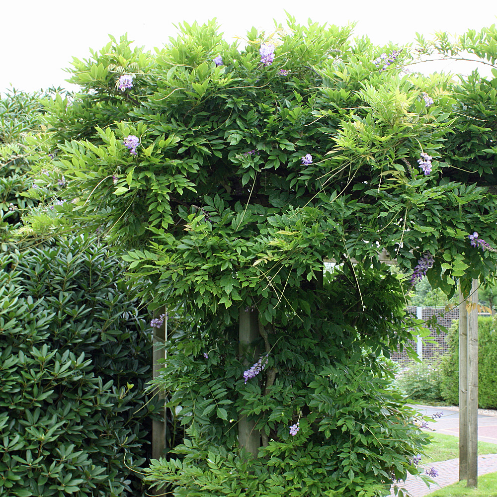 Edelblauregen 'Honbeni'