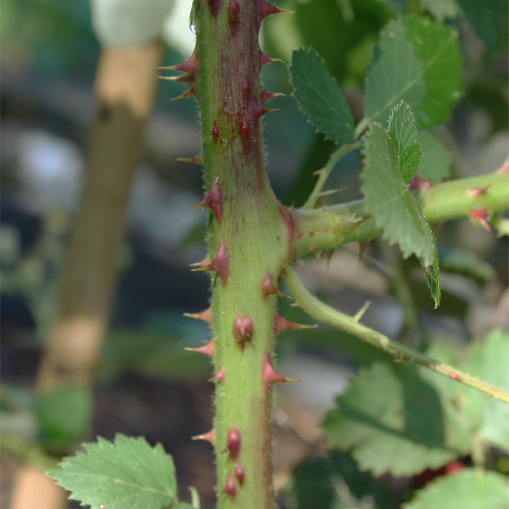 Brombeere 'Theodor Reimers'