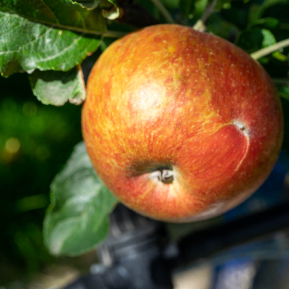 Apfel 'Santana' ®