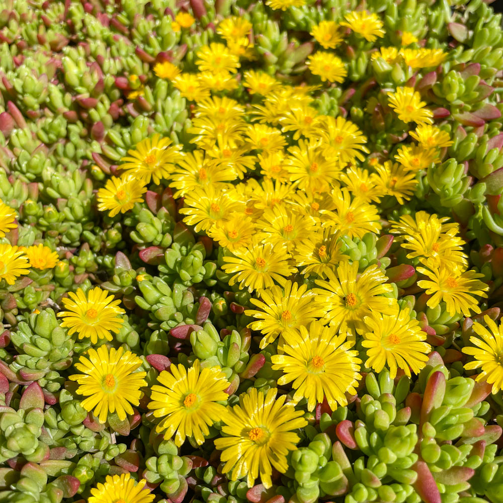 Lesotho Mittagsblume
