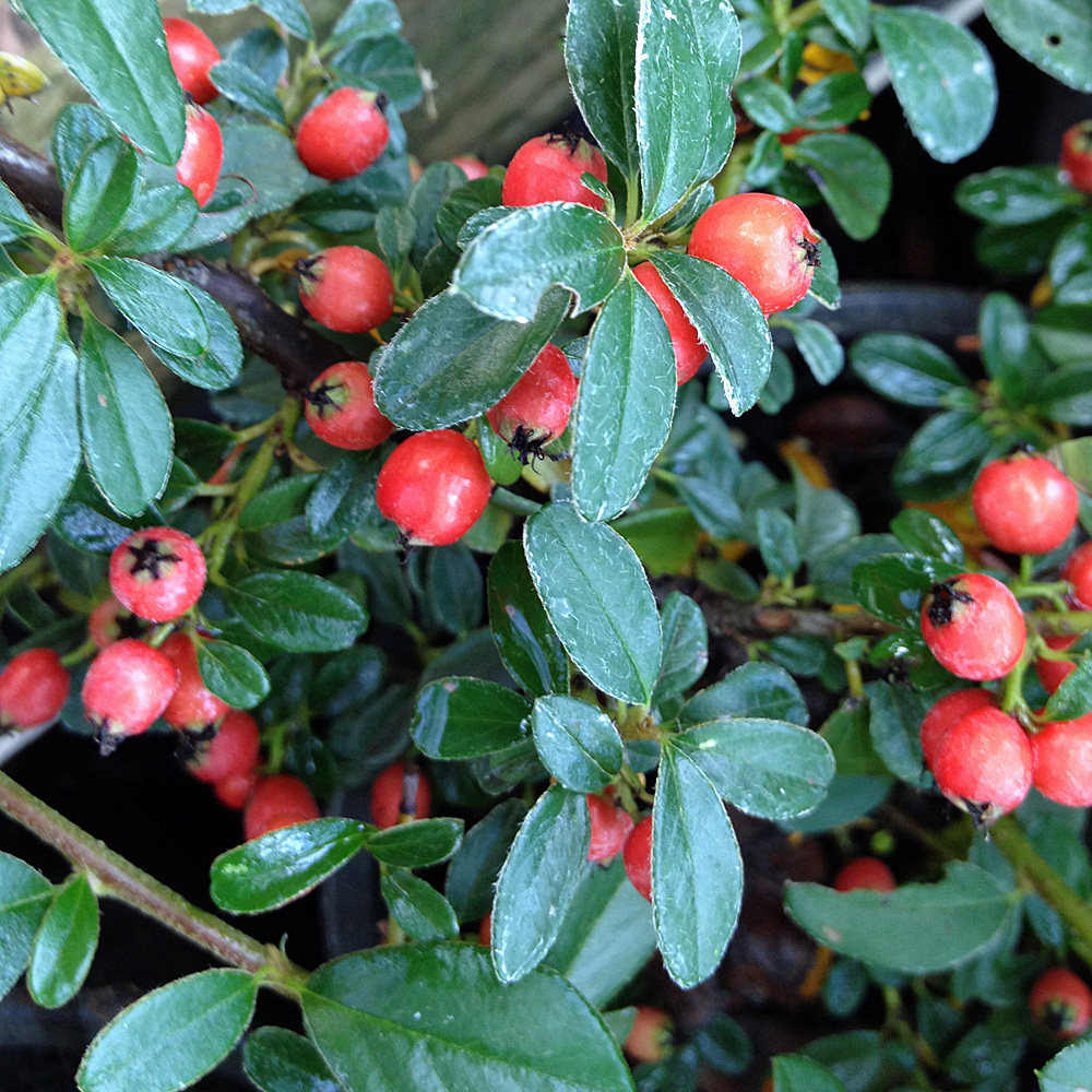 Teppichmispel 'Radicans'