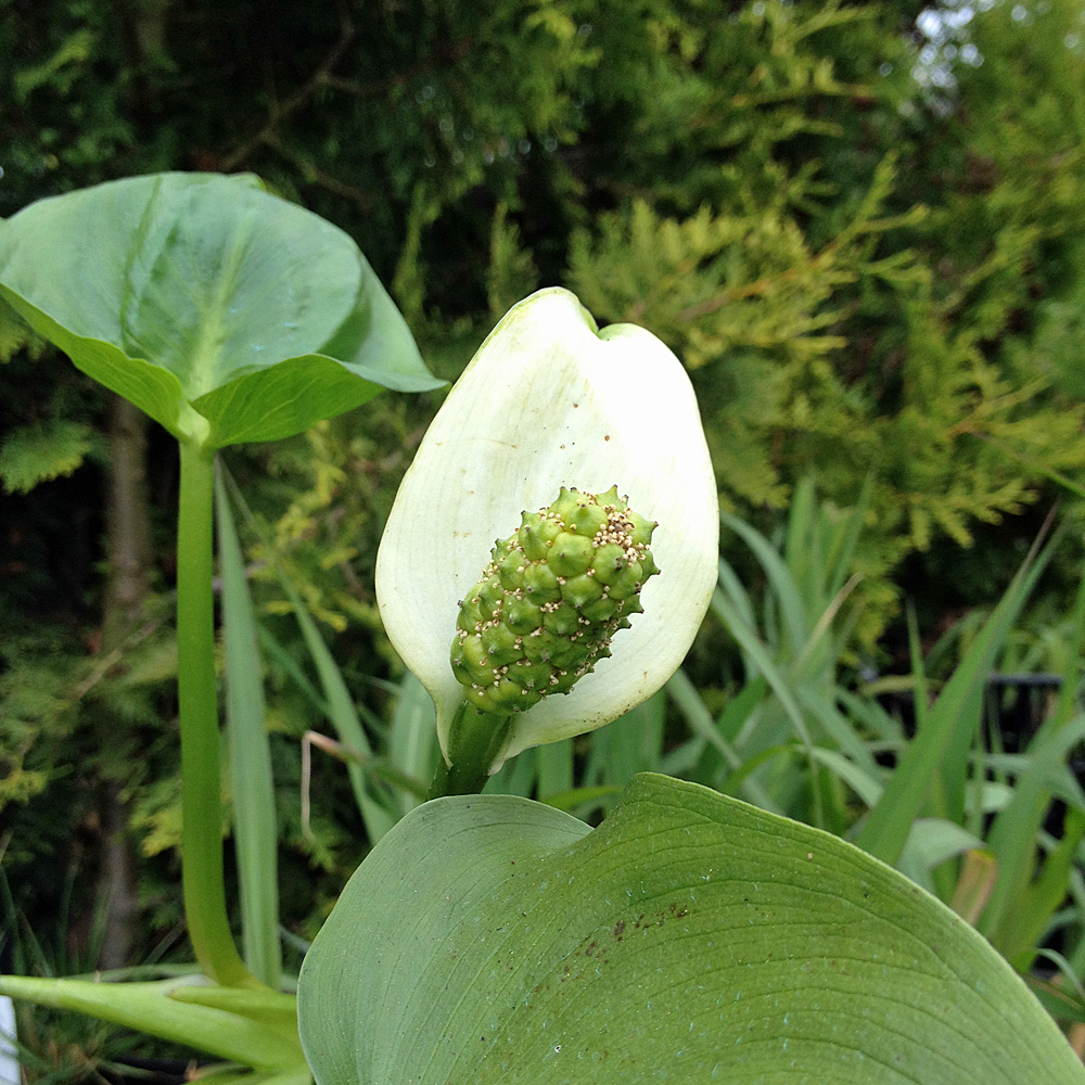 Schlangenwurz, Calla palustris, Wasserpflanze