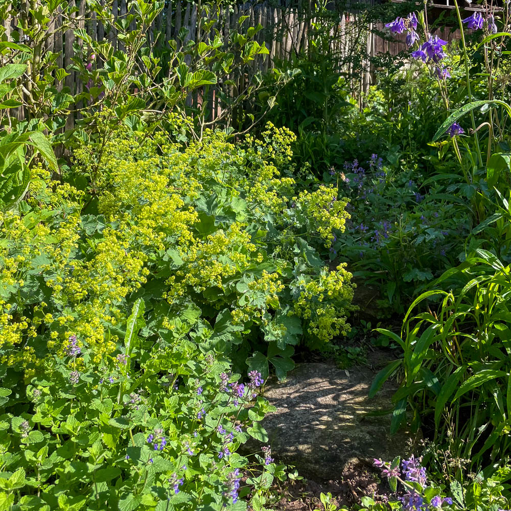 Frauenmantel, Alchemilla, Bodendecker, Flächenbegrünung