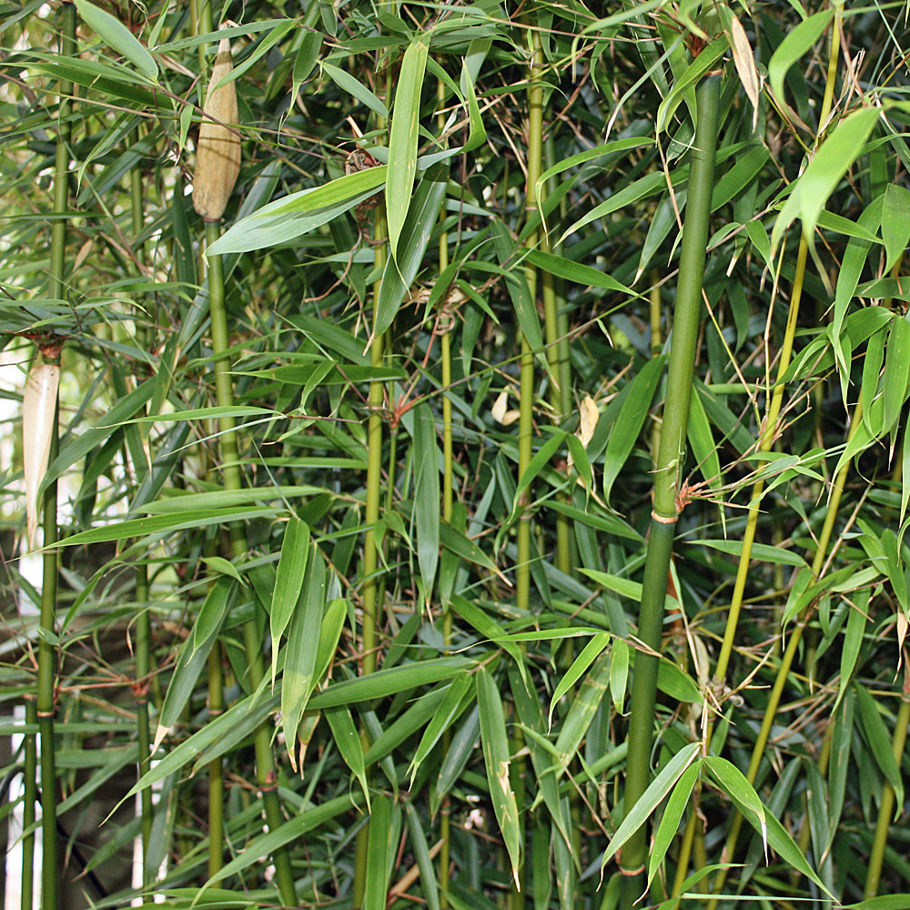 Gartenbambus 'Ivory Ibis'