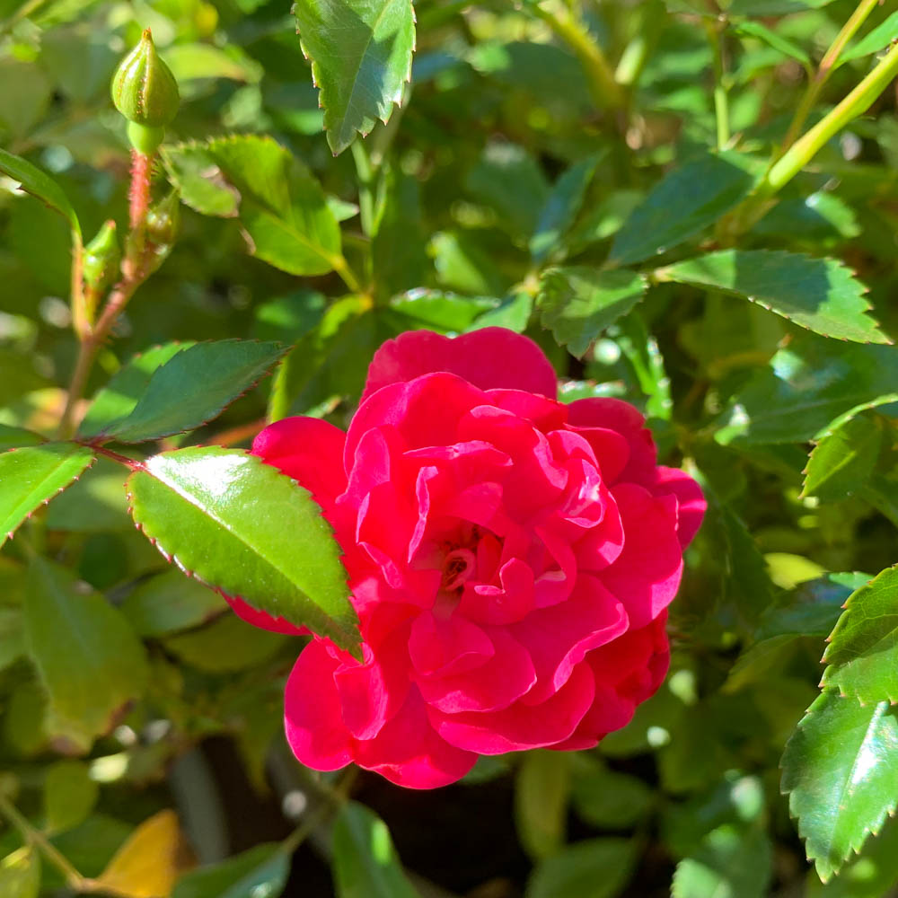 Bodendeckerrose Dark Pink