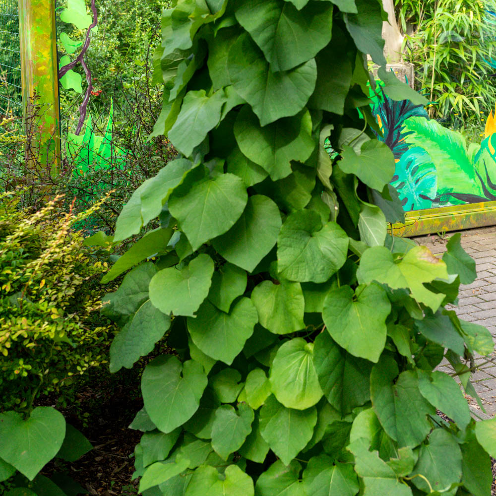 Pfeifenwinde Blüte