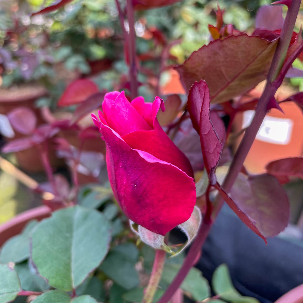Edelrose 'Elbflorenz' ®